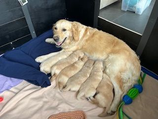 chiot Golden Retriever Des Trésors Du Cerisier